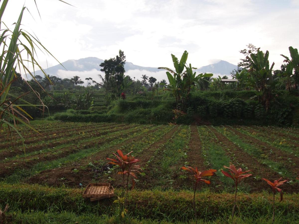 Tetebatu Mountain View Homestay Экстерьер фото